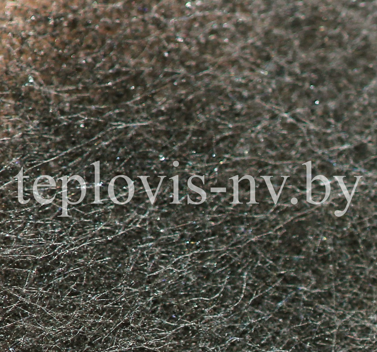 Плесень, плесневый гриб, влага в стенах